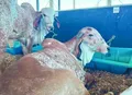 Expoagro-AL traz o campo para a cidade