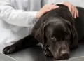 Hipertensão em cães e gatos pode ser silenciosa e comprometer órgãos