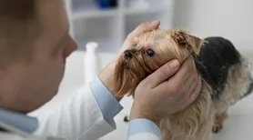 Adaptar a dieta e a rotina a diferentes fases aumenta a saúde dos pets
