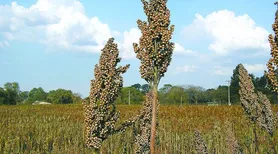 El Niño exige estratégias diferentes para a agropecuária nas cinco regiões