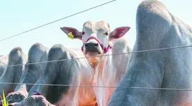 Embrapa lança ferramenta tecnológica para atuar na rastreabilidade bovina
