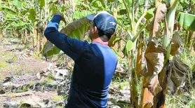 Inspeção fitossanitária para detectar presença do Moko da Bananeira é realizada em regiões produtoras de Alagoas