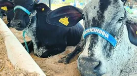 Parque Mair Amaral abre as portas para a 43ª Expo Bacia Leiteira