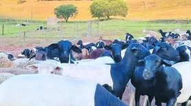 Pesquisa com forrageiras aponta alternativas para alimentação de ovinos no Semiárido