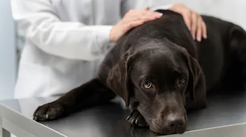 Hipertensão em cães e gatos pode ser silenciosa e comprometer órgãos - Imagem