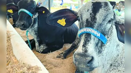 Parque Mair Amaral abre as portas para a 43ª Expo Bacia Leiteira - Imagem