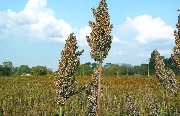 El Niño exige estratégias diferentes para a agropecuária nas cinco regiões