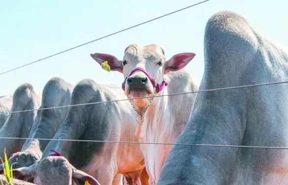 Embrapa lança ferramenta tecnológica para atuar na rastreabilidade bovina