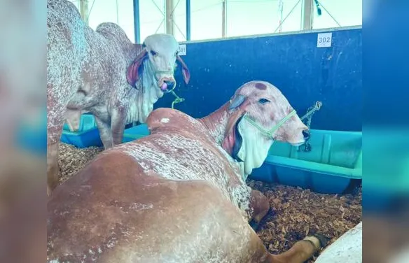 Expoagro-AL traz o campo para a cidade
