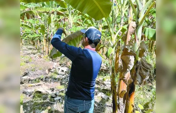 Inspeção fitossanitária para detectar presença do Moko da Bananeira é realizada em regiões produtoras de Alagoas