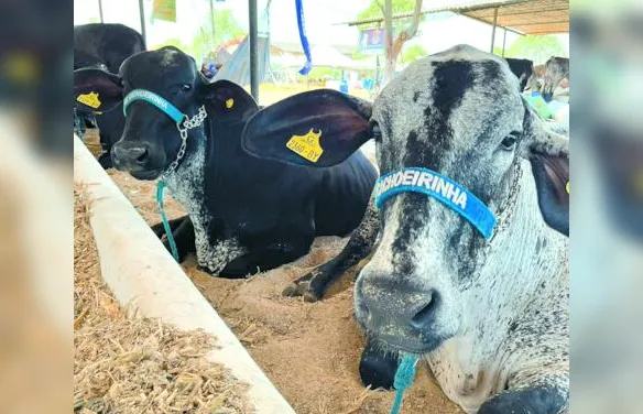 Parque Mair Amaral abre as portas para a 43ª Expo Bacia Leiteira