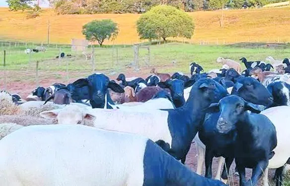 Pesquisa com forrageiras aponta alternativas para alimentação de ovinos no Semiárido