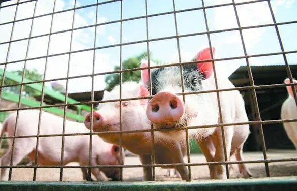 Rebanho suíno de Alagoas tem o maior crescimento do País