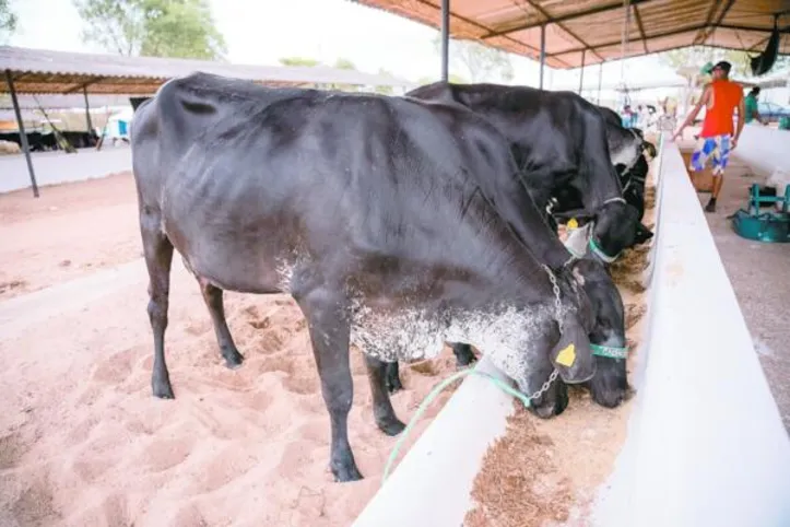 Atualização é obrigatória para criadores de bovinos, bubalinos, suínos, caprinos, ovinos, equinos, asininos, muares, aves, abelhas, peixes e outras espécies aquáticas