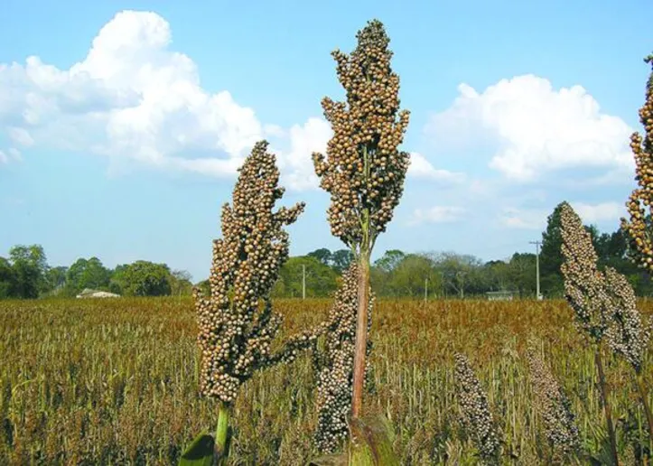 No Nordeste, em áreas de maior risco para o milho, o sorgo pode ser uma alternativa