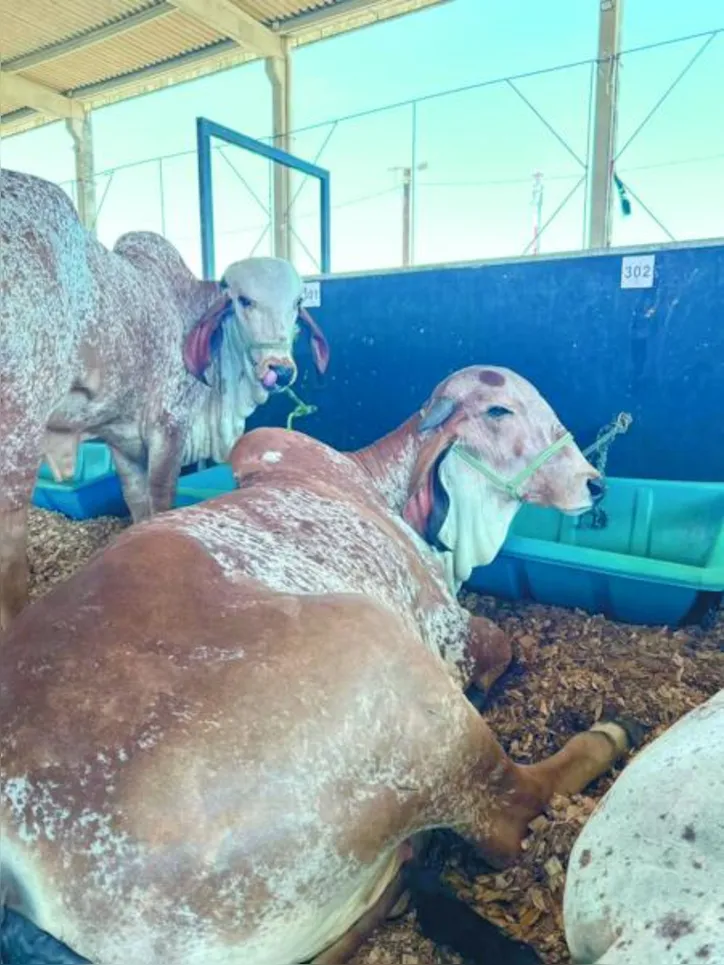 Exposição reúne bovinos de diferentes raças, equinos e ovinos