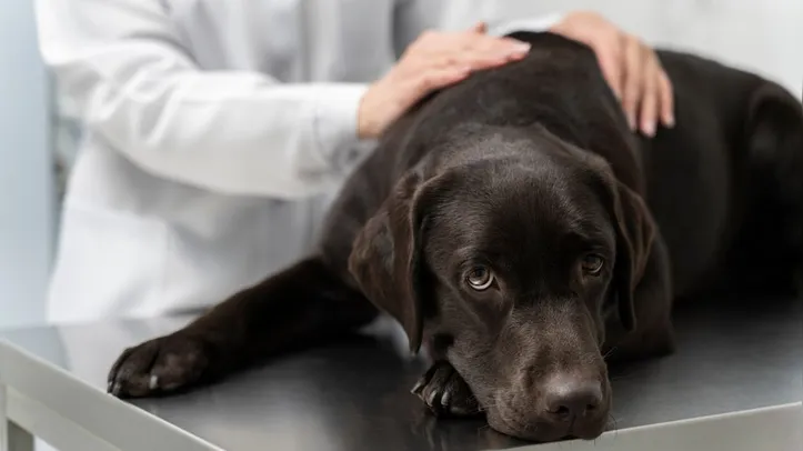 Cães e gatos também podem apresentar pressão arterial elevada, muitas vezes sem demonstrar sinais claros no início
