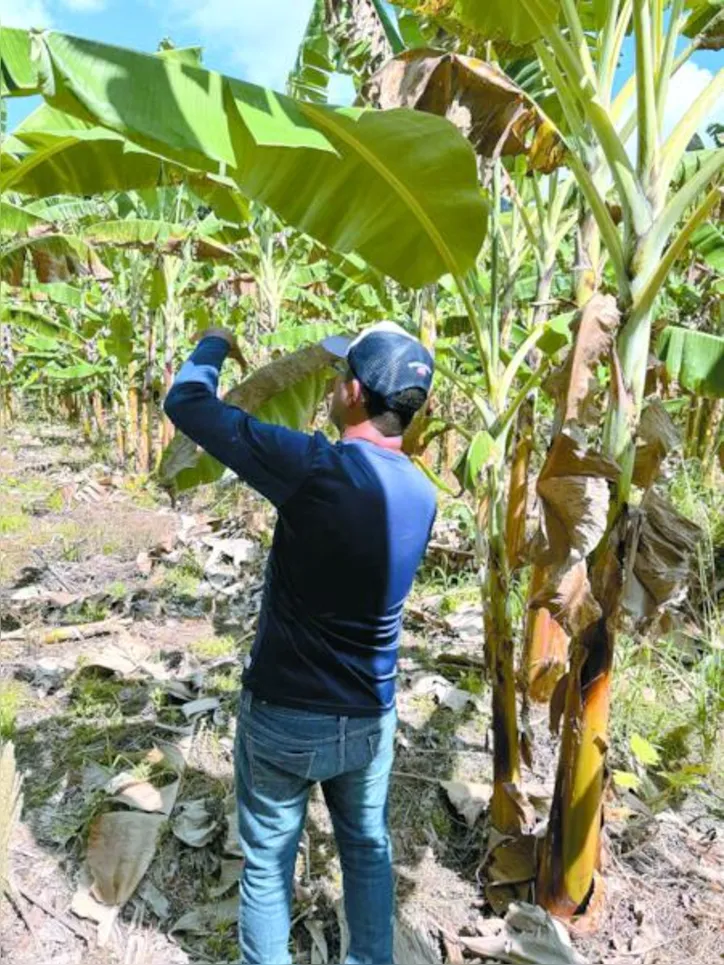 Praga quarentenária presente pode causar grandes prejuízos econômicos para os agricultores