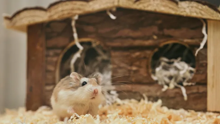 Imagem ilustrativa da imagem O que fazer para seu hamster não ter estresse e problemas de saúde