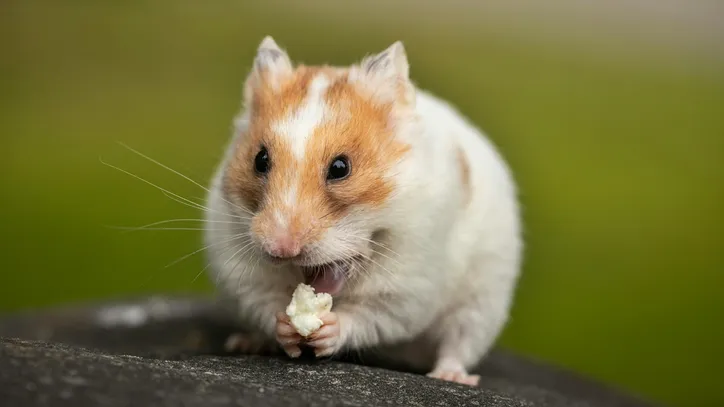 Imagem ilustrativa da imagem O que fazer para seu hamster não ter estresse e problemas de saúde