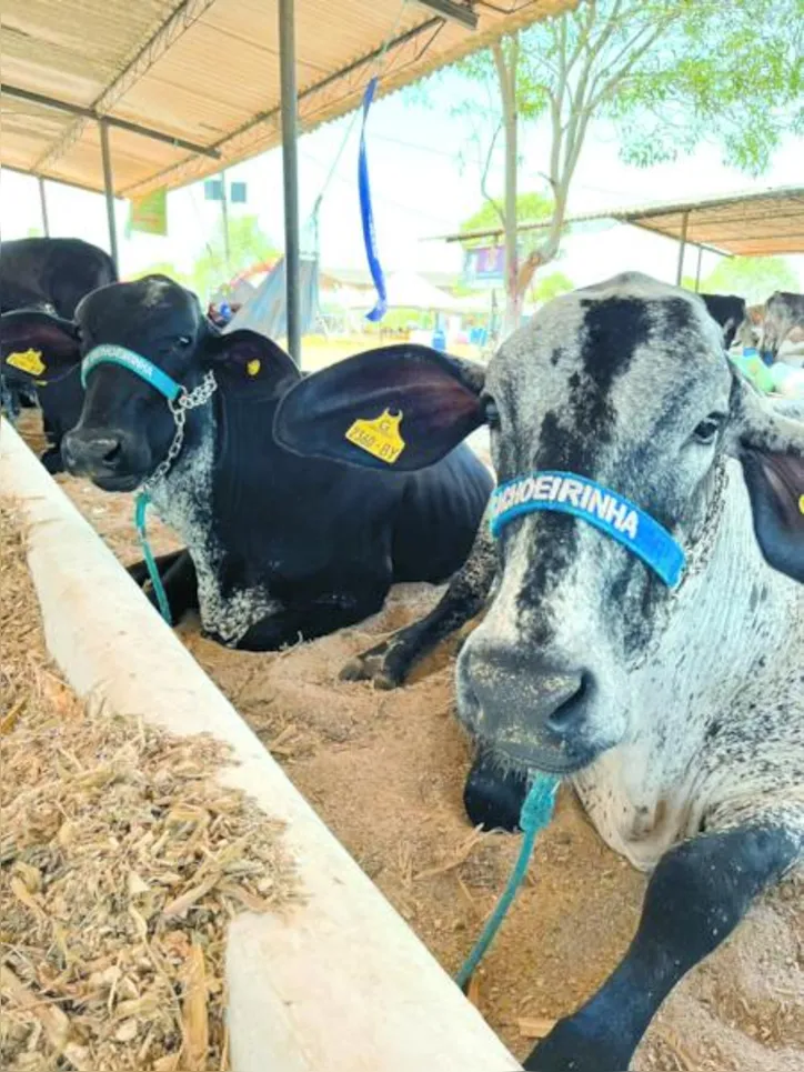 O Parque Mair Amaral volta a receber produtores, criadores e empresas durante cinco dias de programação