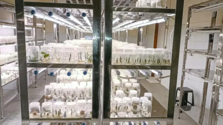 Projeto viabilizou pesquisas que apontam novas estratégias para o controle de pragas