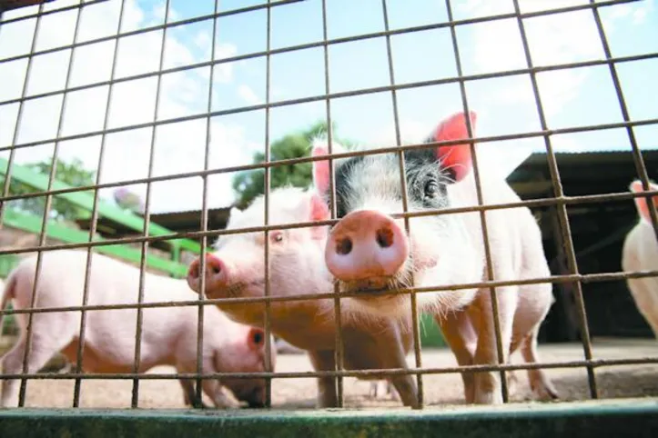 Rebanho passou de 166,4 mil para 202,9 mil cabeças entre 2024 e 2025