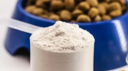 Whey protein também é para pets? Veterinário explica o uso e riscos - Imagem